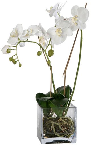 orchidea2011_02.jpg