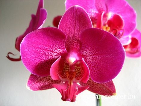 orchidea3.jpg